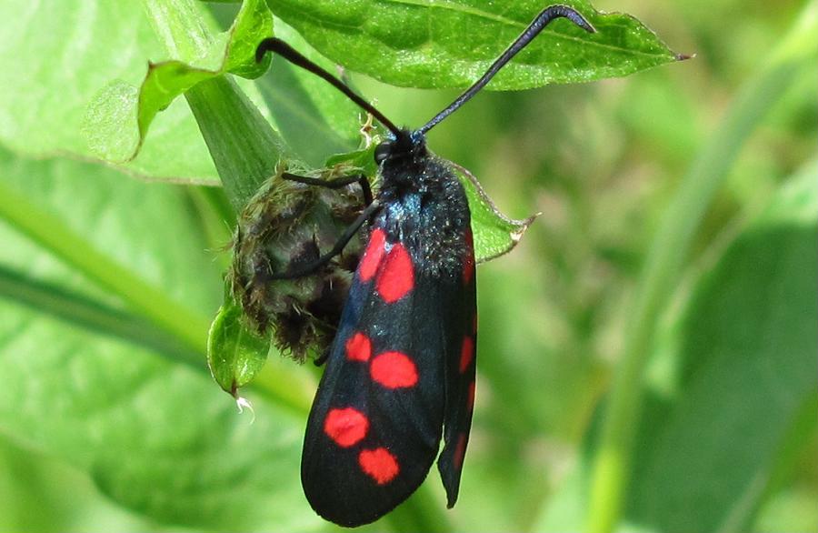 Zygaena filipendulae?